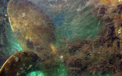 Maritime Alert: 2018 Requirements for California’s Biofouling Management and Ballast Water Management Regulations